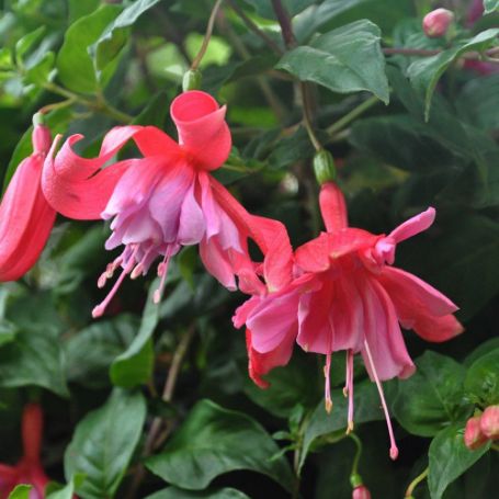 Picture of Dusky Rose Fuchsia Plant