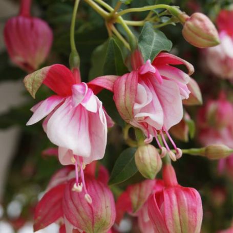 Picture of Royal Air Force Fuchsia Plant