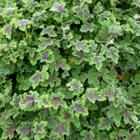 Picture of Chocolate Mint Geranium Plant