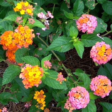 Picture of Miss Huff Lantana Plant
