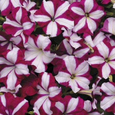 Picture of Easy Wave® Burgundy Star Petunia Plant