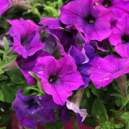 Picture of Easy Wave® Violet Petunia Plant