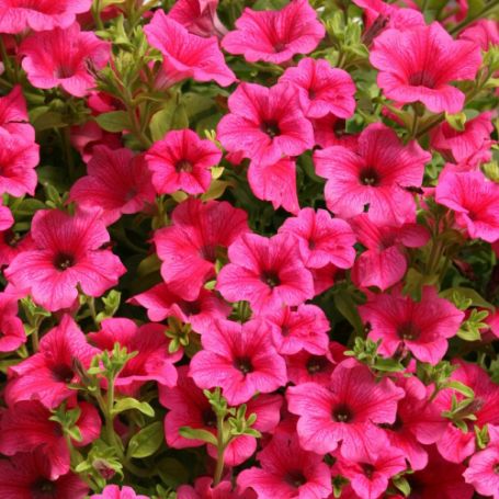 Picture of Surfinia® Rose Veined Petunia Plant