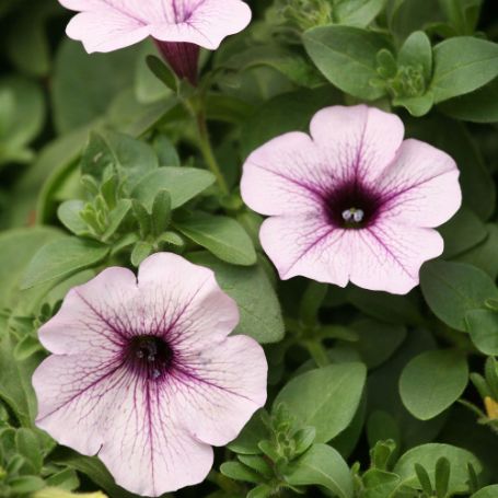 Picture of Surfinia® Blue Veined Petunia Plant
