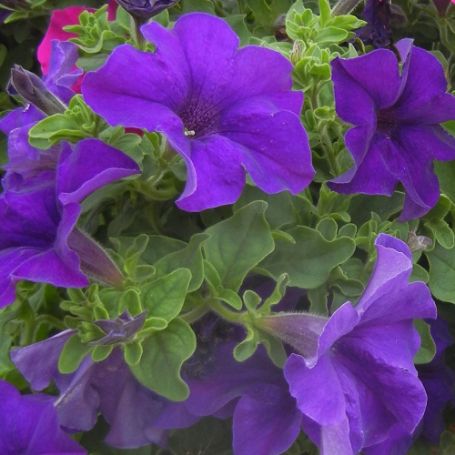Picture of Surfinia® Giant Blue Petunia Plant