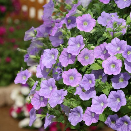 Picture of Surfinia® Sky Blue Petunia Plant