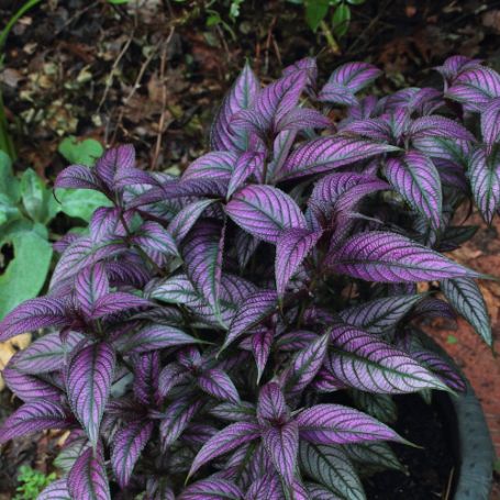 Picture of Persian Shield Strobilanthes Plant