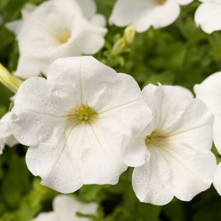 Picture of Surfinia® White Improved Petunia Plant
