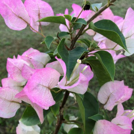Picture of Imperial Thai Delight Bougainvillea Plant