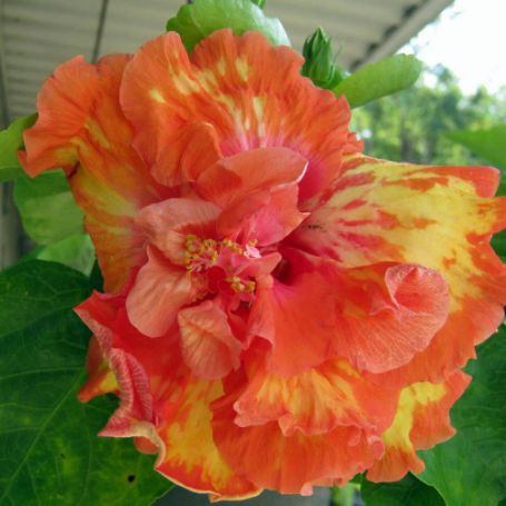 Picture of High Definition Cajun Hibiscus Plant