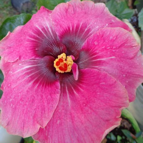 Picture of Delta Rose Cajun Hibiscus Plant