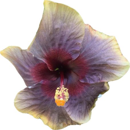 Picture of Swamp Music Cajun Hibiscus Plant
