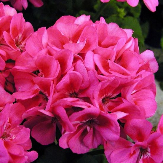 Picture of Candy Idols™ Rose Splash Geranium Plant