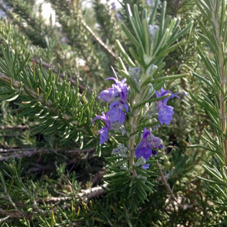 Picture of Spice Island Rosemary Herb Plant