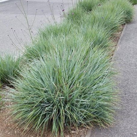 Picture of Quartz Creek Juncus Grass Plant