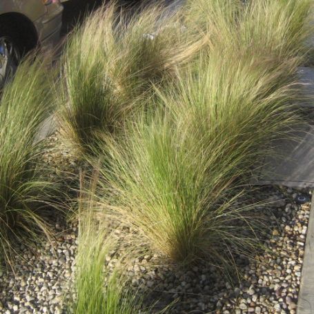 Picture of Ponytails Nassella Grass Plant