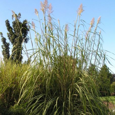 Picture of Ravenna Saccharum Grass Plant