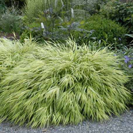Picture of Albovariegata Hakone Grass Plant