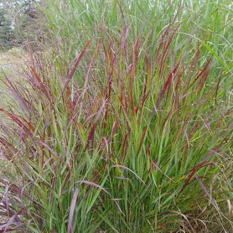 Picture of Shenandoah Panicum Grass Plant