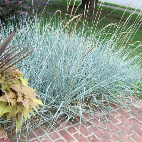 Picture of Blue Dune Leymus Grass Plant