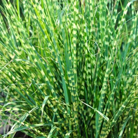 Picture of Zebrinus Miscanthus Grass Plant
