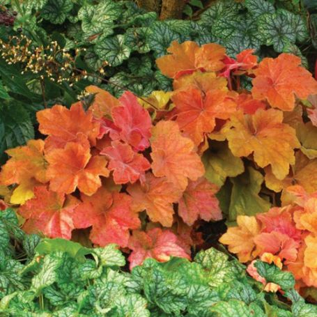 Picture of Southern Comfort Heuchera Plant