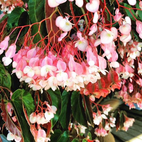 Picture of Torch Pink Begonia Plant