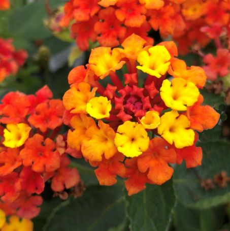 Picture of Fireworks Lantana Plant