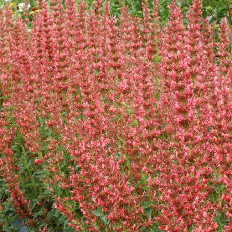 Picture of Summer Fiesta Agastache Plant