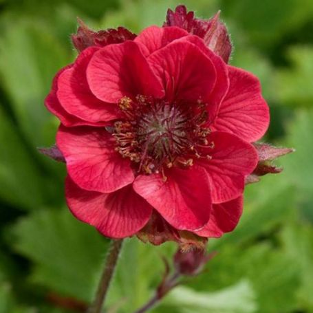 Picture of Flames of Passion Geum Plant