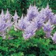 Picture of Amethyst Astilbe Plant