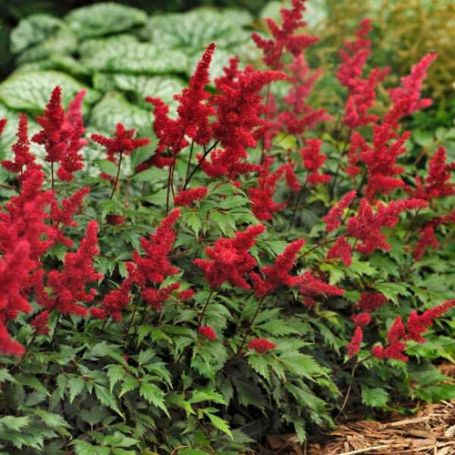 Picture of Fanal Astilbe Plant