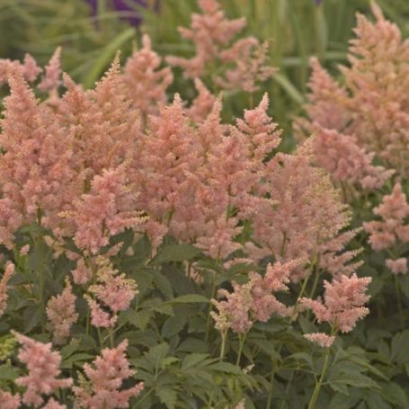 Picture of Peach Blossom Astilbe Plant