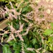 Picture of Sprite Astilbe Plant