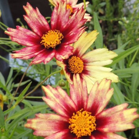 Picture of Big Bang™ Red Shift Coreopsis Plant