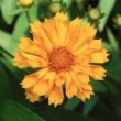 Picture of Jethro Tull Coreopsis Plant