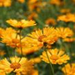 Picture of Jethro Tull Coreopsis Plant