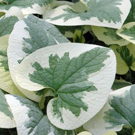 Picture of Dawson's White Brunnera Plant
