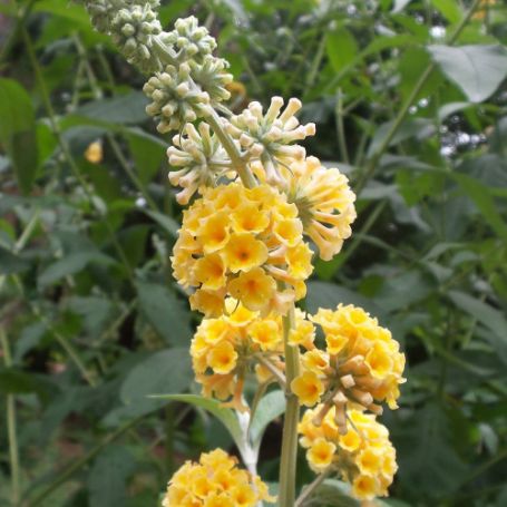 Picture of Honeycomb Buddleia Shrub