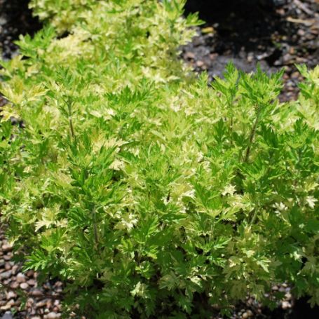 Picture of Oriental Limelight Artemisia Plant
