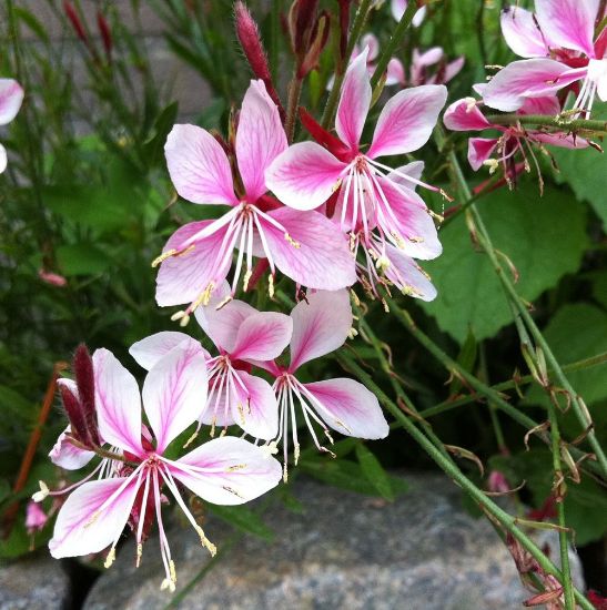 Picture of Siskiyou Pink Gaura Plant