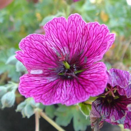 Picture of Purple Pillow Hardy Geranium Plant