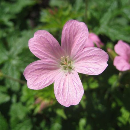 Picture of Wargrave Pink Hardy Geranium Plant
