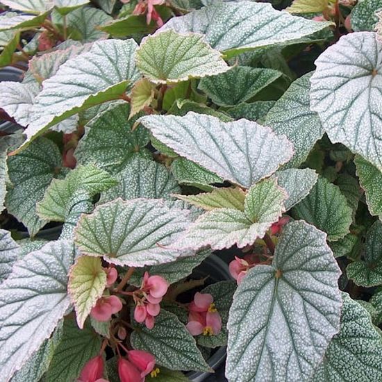 Picture of Sinbad Begonia Plant
