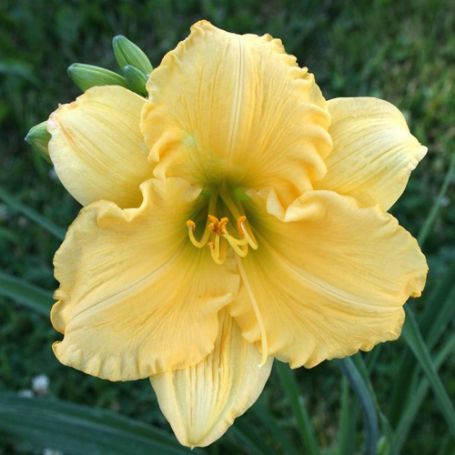 Picture of Carolyn Criswell Hemerocallis Plant