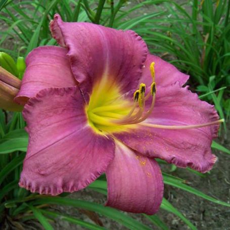 Picture of Chicago Princess Hemerocallis Plant