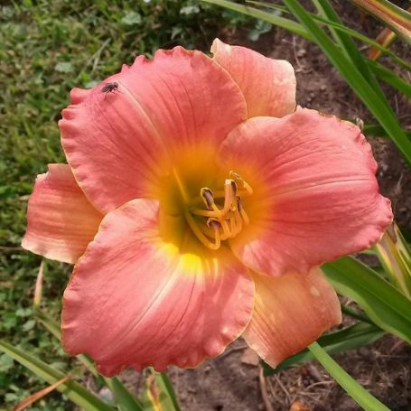 Picture of Country Uncle Hemerocallis Plant