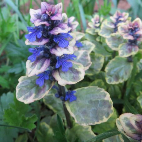 Picture of Golden Glow Ajuga Plant