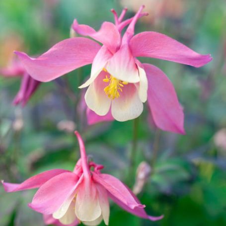 Picture of Spring Magic Pink and White Aquilegia Plant