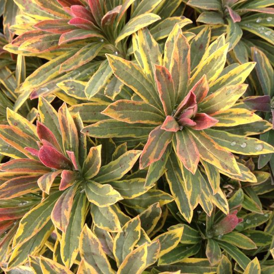 Picture of Ascot Rainbow Euphorbia Plant